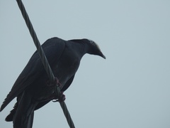 Patagioenas leucocephala