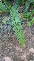 Struthiopteris spicant