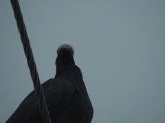 Patagioenas leucocephala