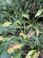 Lysichiton americanus