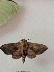 Amorpha juglandis