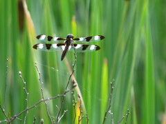 Libellula pulchella