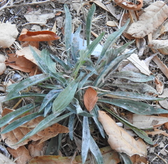Erysiphaceae