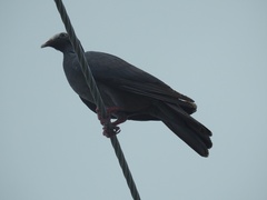 Patagioenas leucocephala