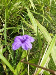 Ruellia