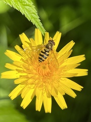 Syrphus