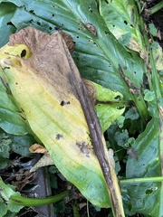 Lysichiton americanus
