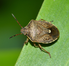 Holcostethus limbolarius