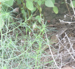 Aspidoscelis tesselatus