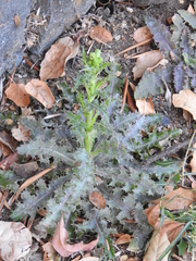 Erysiphaceae