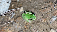 Hyla japonica