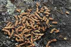 Canachites canadensis