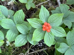 Cornus unalaschkensis