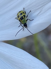 Diabrotica undecimpunctata