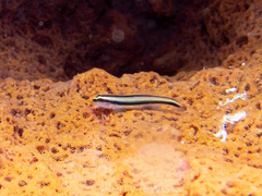 Elacatinus cayman