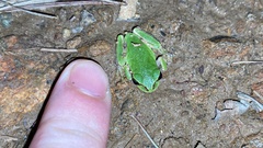 Hyla japonica