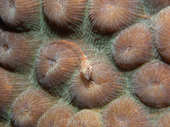 Emblemariopsis bottomei