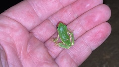 Hyla japonica