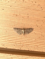 Eupithecia absinthiata