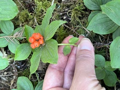 Cornus unalaschkensis