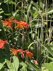 Crocosmia paniculata
