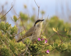 Gavicalis virescens