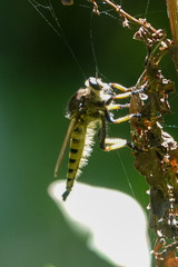 Promachus rufipes