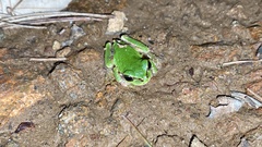 Hyla japonica