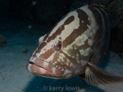 Epinephelus striatus
