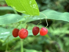 Streptopus amplexifolius