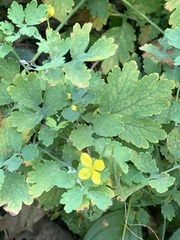 Chelidonium majus
