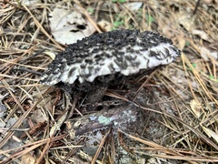 Strobilomyces strobilaceus