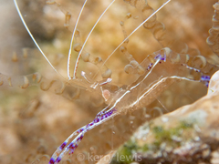 Ancylomenes pedersoni