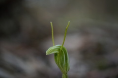Pterostylis nana