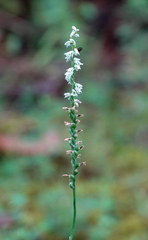 Spiranthes lacera gracilis