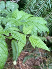 Rubus spectabilis