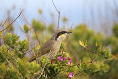 Gavicalis virescens