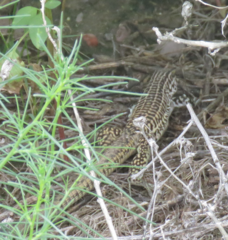 Aspidoscelis tesselatus
