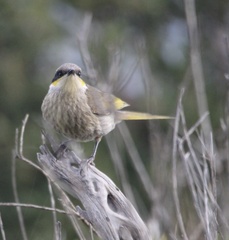 Gavicalis virescens