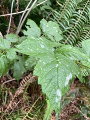 Rubus spectabilis