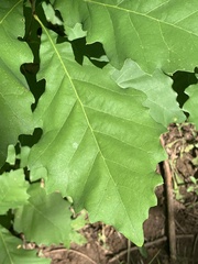 Quercus muehlenbergii