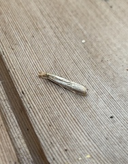 Agriphila vulgivagellus