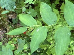 Streptopus amplexifolius