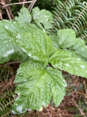 Rubus spectabilis