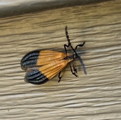 Calopteron terminale