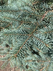 Picea glauca