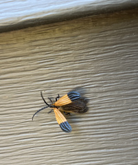 Calopteron terminale