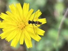 Toxomerus occidentalis