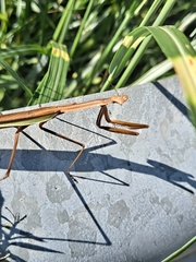 Tenodera