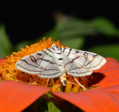 Conchylodes ovulalis